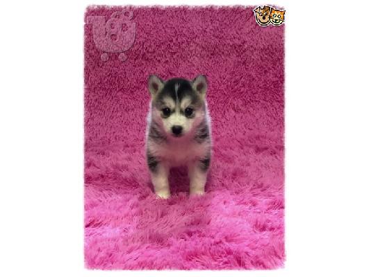 Διατίθενται όμορφα κουτάβια Pomsky.